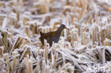 Waterrail (Rallus aquaticus)
