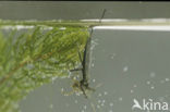 Waterscorpion (Nepa cinerea)