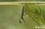 Waterscorpion (Nepa cinerea)