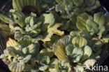 Waterlettuce (Pistia stratiotes)