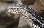 Watermonitor (Varanus salvator)