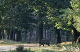 Wild Boar (Sus scrofa)