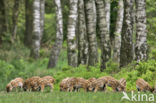 Wild Boar (Sus scrofa)