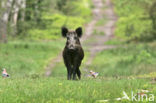 Wild Boar (Sus scrofa)