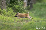 Wild Boar (Sus scrofa)