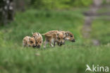 Wild Boar (Sus scrofa)