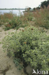 Wilde kruisdistel (Eryngium campestre)