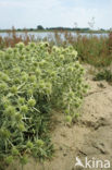 Wilde kruisdistel (Eryngium campestre)