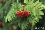 Wilde lijsterbes (Sorbus aucuparia)