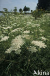 Wilde Peen (Daucus carota)