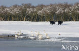 Whooper Swan (Cygnus cygnus)