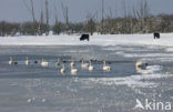 Whooper Swan (Cygnus cygnus)