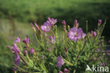 Rosebay Willowherb (Chamerion angustifolium)