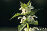 White Dead-nettle (Lamium album)