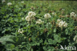 Witte klaver (Trifolium repens)