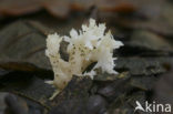 Witte koraalzwam (Clavulina coralloides)