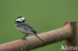 Witte Kwikstaart (Motacilla alba)