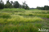 Witte snavelbies (Rhynchospora alba) 