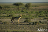 Zadeljakhals (Canis mesomelas)