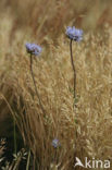 Zandblauwtje (Jasione montana)