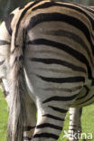 Zebra (Equus spp)