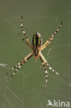 wasp spider (Argiope bruennichi)