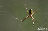 wasp spider (Argiope bruennichi)