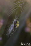 wasp spider (Argiope bruennichi)