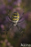 wasp spider (Argiope bruennichi)