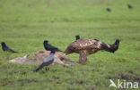 Zeearend (Haliaeetus albicilla)