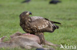 Zeearend (Haliaeetus albicilla)