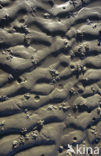 Blow lug (Arenicola marina)