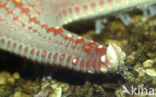 Zeester (Asterias spec)