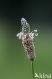 Zegge (Carex spec.)