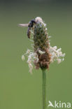 Zegge (Carex spec.)