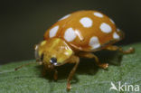 16 spot Ladybird