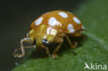 16 spot Ladybird