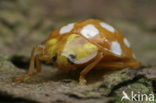 16 spot Ladybird