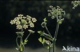Ground-elder (Aegopodium podagraria)