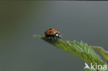 7 spot Ladybird