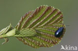 Zwarte els (Alnus glutinosa)