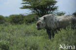 Black Rhinoceros