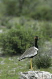 Black-bellied Bustard (Eupodotis melanogaster)