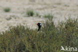 Black-bellied Bustard (Eupodotis melanogaster)