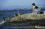 African Penguin