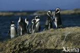 African Penguin