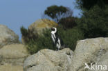 African Penguin