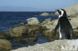 African Penguin