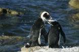 Zwartvoetpinguin (Spheniscus demersus) 