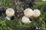 Zwerminktzwam (Coprinus disseminatus)